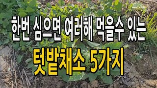 한번 심으면 여러해 먹을수 있는 텃밭채소 5가지 알려드립니다. 재배도 쉽고 관리도 편해서 반찬걱정 없어요.