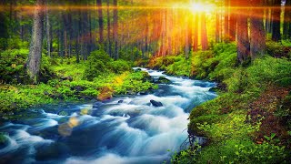 Forest River Peaceful Sounds for Relaxation, Sleep or Studying | White Noise Nature 10 Hours