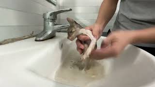 How dirty would a kitten get if it didn't get a bath for 8 days?