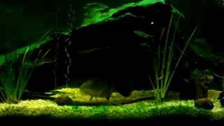 murray cod V gold fish 3