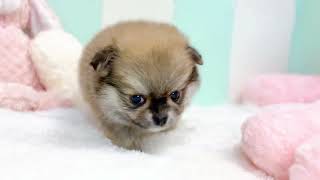 ハーフ犬の動画01