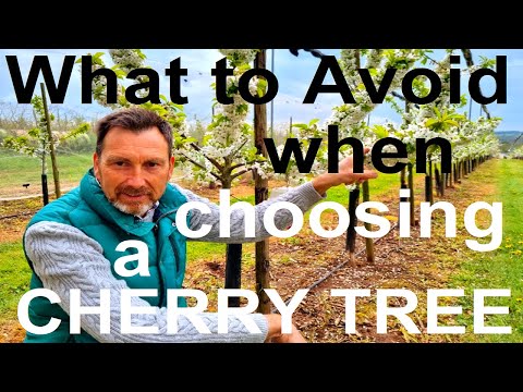 What to Avoid When Buying or Choosing a Cherry Tree