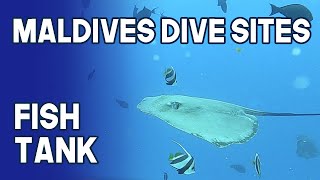 Maldives Dive Site | Fish Tank | South Male Atoll