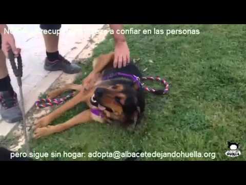 NORA disfruta de las caricias EN ADOPCION / FOR ADOPTION