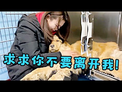 寵物過世祝福