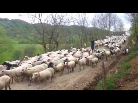 Oile Pleaca la Stana   Lapusul Romanesc 1/2