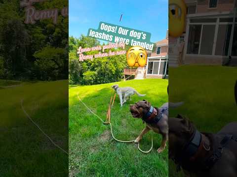 Remy was running and Luna was pulled along because she was on a leash attached to him