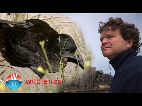 Conservation and the Seabird that Saves the World