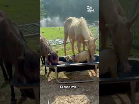 Un drôle de cheval chasse une chèvre endormie de son mangeoire à coups de pied
