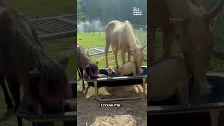 Un drôle de cheval chasse une chèvre endormie de son mangeoire à coups de pied