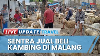 Review Harga Kambing di Pasar Hewan Pagu Kediri Saat Kliwonan, Jenis Jawa Randu Banyak Diburu