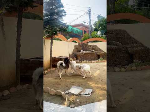 My Dogs 🐕 Alabai & Husky #shorts #fyp #dogs #alabai #husky