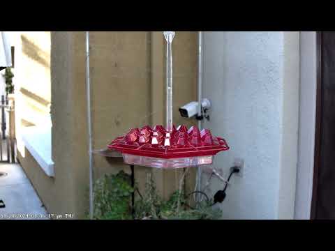 Male Anna's hummingbird on Thursday, Nov 21, 2024 at 01 17 PM