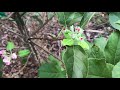 Dorsett Golden And Anna Apple Trees Starting To Flower