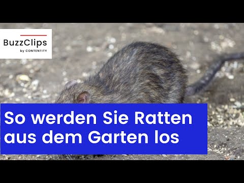 Rats in the garden: How to get rid of the rodents in an animal-friendly way