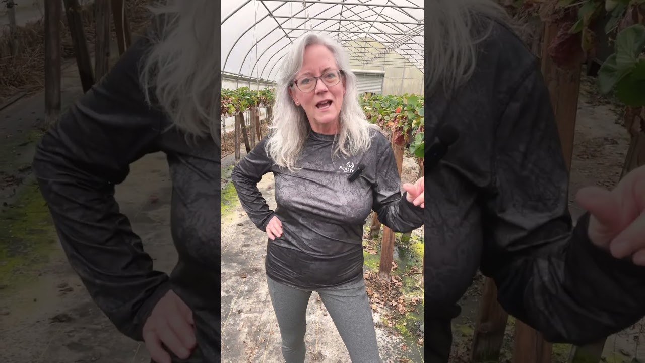 Unbelievable Hydroponic Strawberry Success  #hydroponics #strawberry