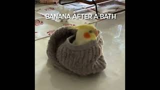 Banana after a bath and is now undergo Spa treatment #shorts #cockatiels #cute