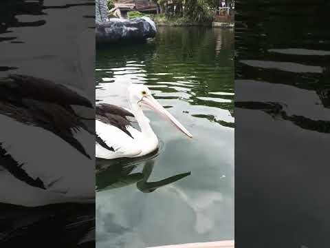 pelican #video #tiktok #reels #safari #minivlog #baby #ustadzadihidayat #fyp #reels