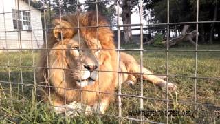 A Day With Thor Lion