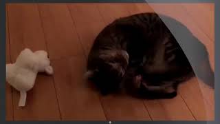 Download lagu KOMPILASI kucing mabuk catnip, ganja nya kucing mp3 Download lagu KOMPILASI kucing mabuk catnip, ganja nya kucing mp3