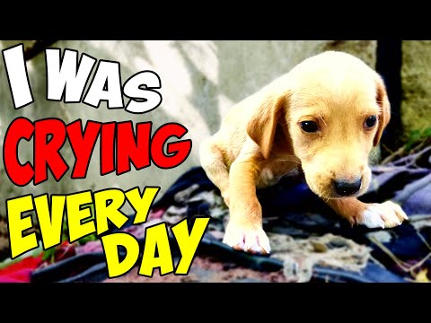 Abandoned Puppy's Cry for Help was Finally Answered