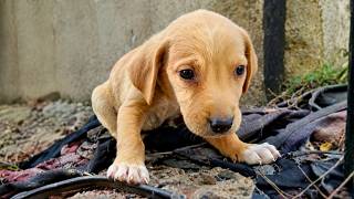 Abandoned Puppy's Cry for Help was Finally Answered