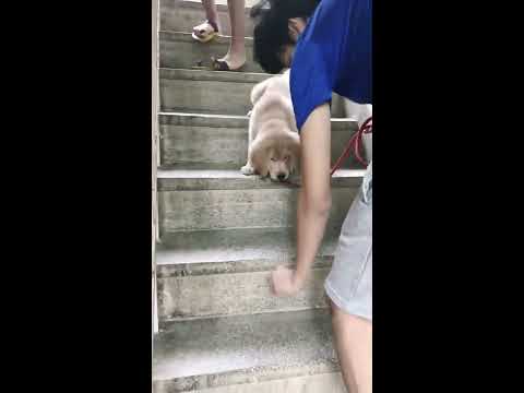 He is scared of the stairs !!!!