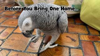 Living with an African Grey: What It’s Really Like After 10 Years