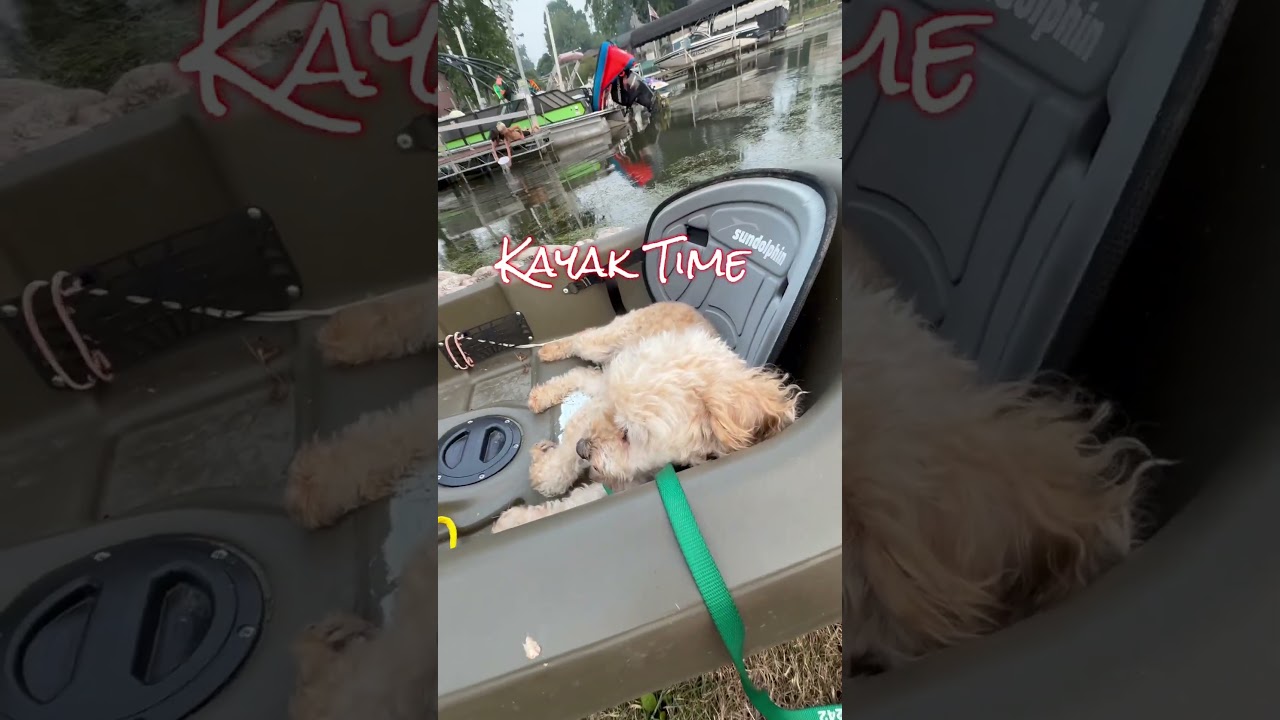 Gibney, a ADOPTABLE Miniature Poodle in Hartland, WI video 6/6