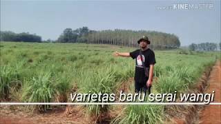preview picture of video 'Varietas terbaru serai wangi'
