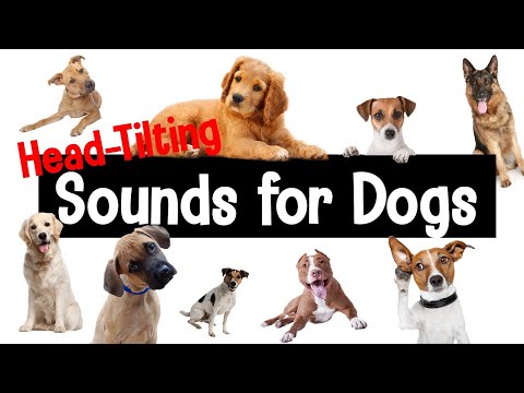 Sounds for Dogs | Head-Tilting Sounds Your Dog Will Love