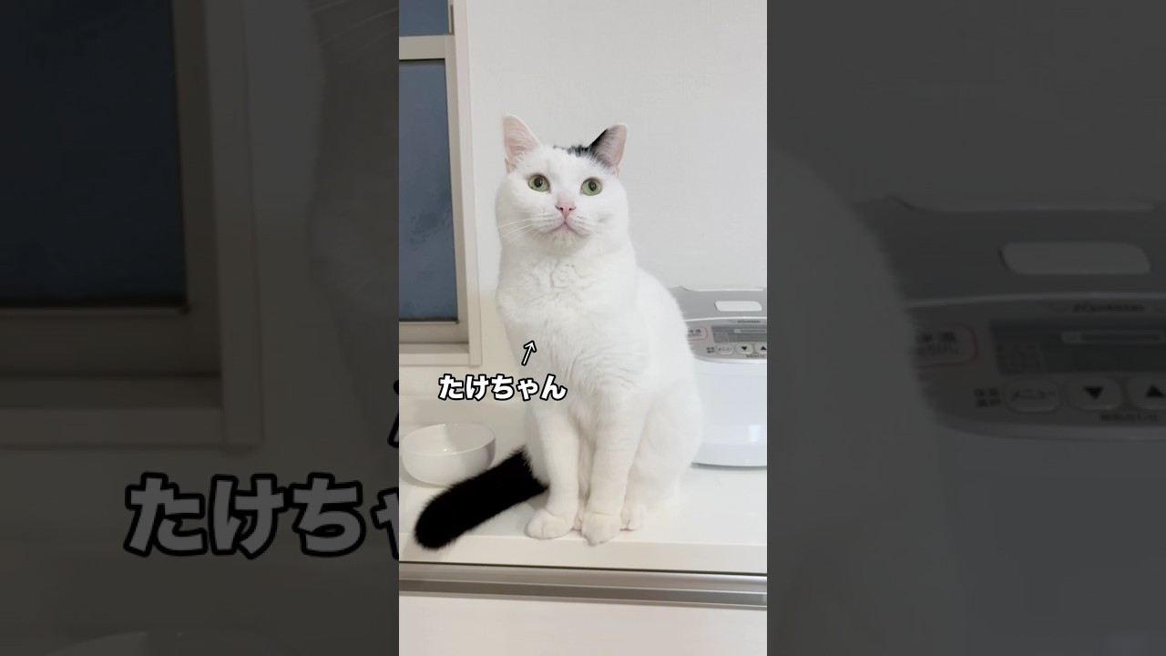 撫で待ち猫