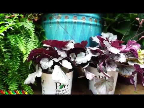 download lagu mp3 mp4 Heuchera For Sun, download lagu Heuchera For Sun gratis, unduh video klip Heuchera For Sun