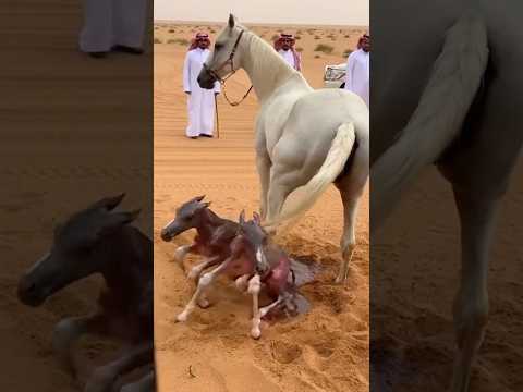 Desert Miracle! White Horse Gives Birth Under Watchful Eyes 🐎✨ #horse #dubai #shorts