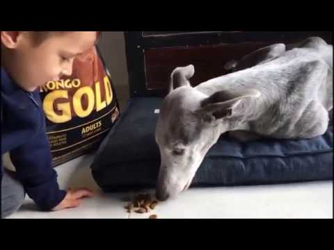 Kongo a beneficio del #Refu