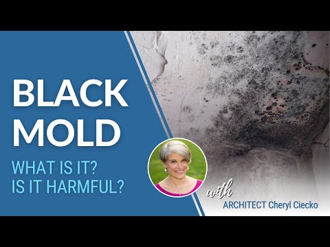 What Is Black Mold? How Does It Start? Is It Harmful?