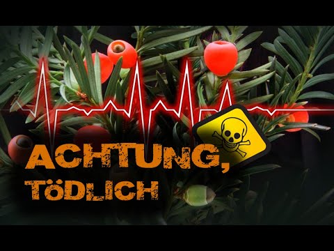 Der Baum des Todes / Der Baum des Lebens. Die Eibe, der giftigste Baum Deutschlands.