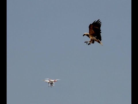 Drone vs Sea Eagle