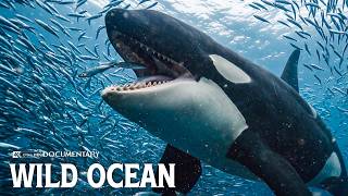 MARINE LIFE | The Hidden Kingdom of Earth’s Ocean Creatures