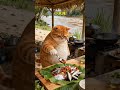 Fat Orange Cat Cooks And Makes Grilled Stream Fish In Banana Leaves Cat Aicat Fatcat Orangecat