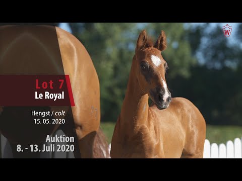 Online Auktion 9. - 13. Juli: Lot 7 Le Royal Hengst v. Livaldon - Fürst Nymphenburg