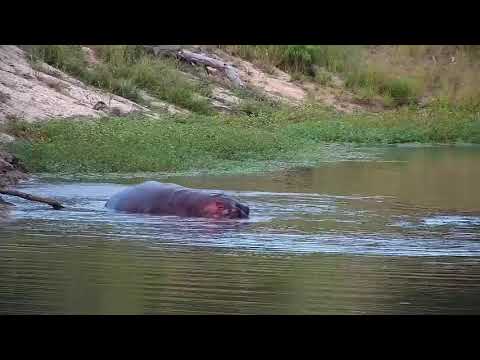 Djuma: Hippo - 17:23 - 03/08/21