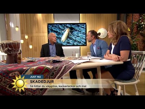 Här lever larverna på din matta - Nyhetsmorgon (TV4)