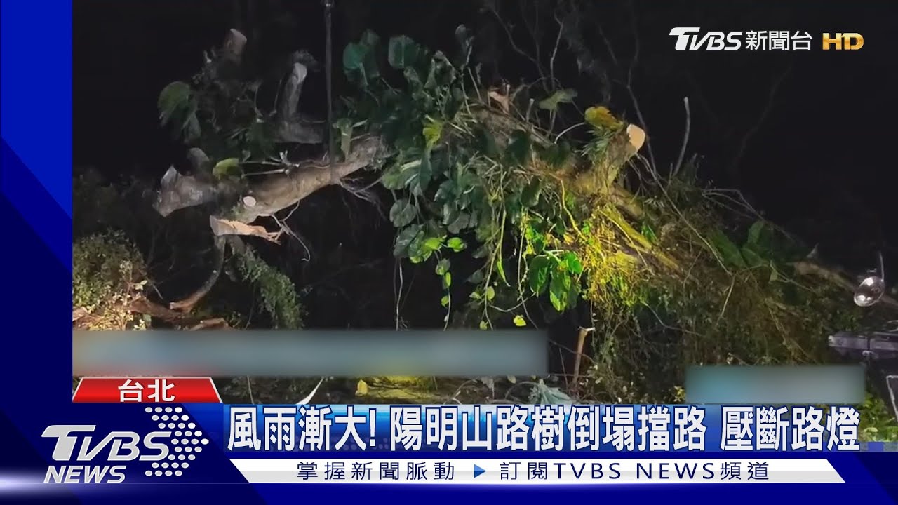 風雨漸大!陽明山路樹倒塌擋路 壓斷路燈