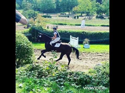 Holandra - Holsteiner Stute v. Uriko x Contender