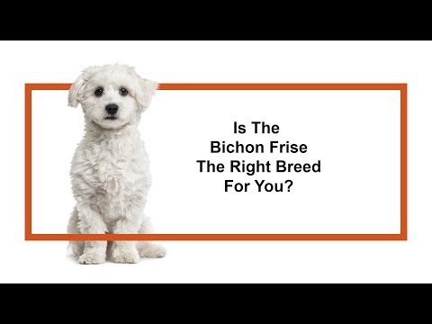 Bichon Frise Breed Video