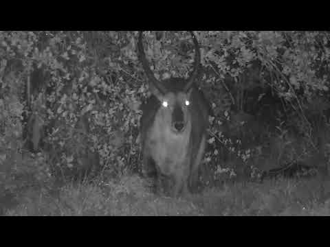 Djuma: Waterbuck bull resting - 22:47 - 10/31/2023
