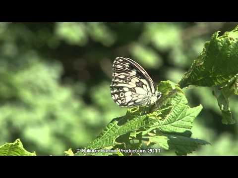 'Insects of Dordolla' - Val Aupa Italy, June 2011. HD high-speed butterfly wildlife film
