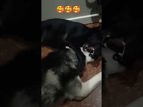 what a close friendship🥰🥰#ten's home car #share and subscribe #pet's love#🙏🦮🙏🦮5