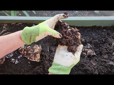 February 2023 Update on Jill the Worm Bin 🪱